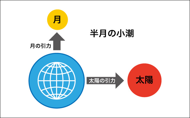 半月の小潮