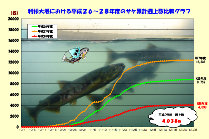 利根大堰サケ2014_2016