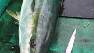 ヒラマサ、ワラサをジギングで狙う。千葉県大原港から出船。