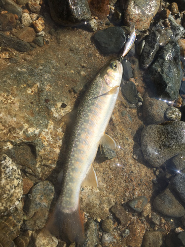 フローティングミノーで釣れたイワナ