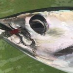 カツオジギング相模湾平塚『浅八丸』カツオ・キハダ(コマセ)船に乗船。ジギング絶好調!
